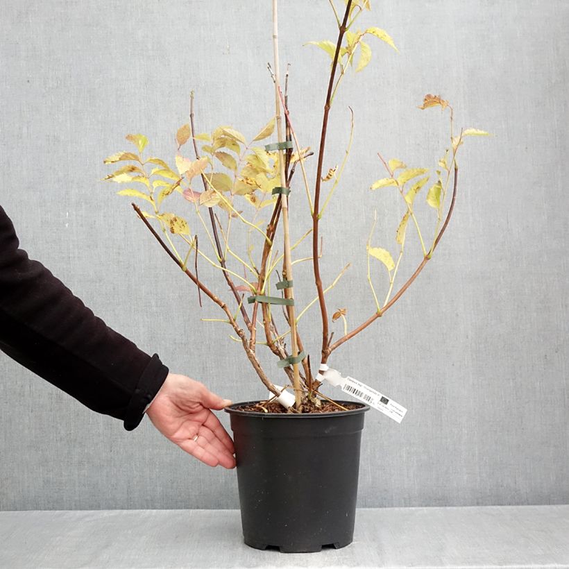 Ejemplar de Enredadera de trompeta Orangeade - Campsis Maceta 6L/7L entregado en otoño