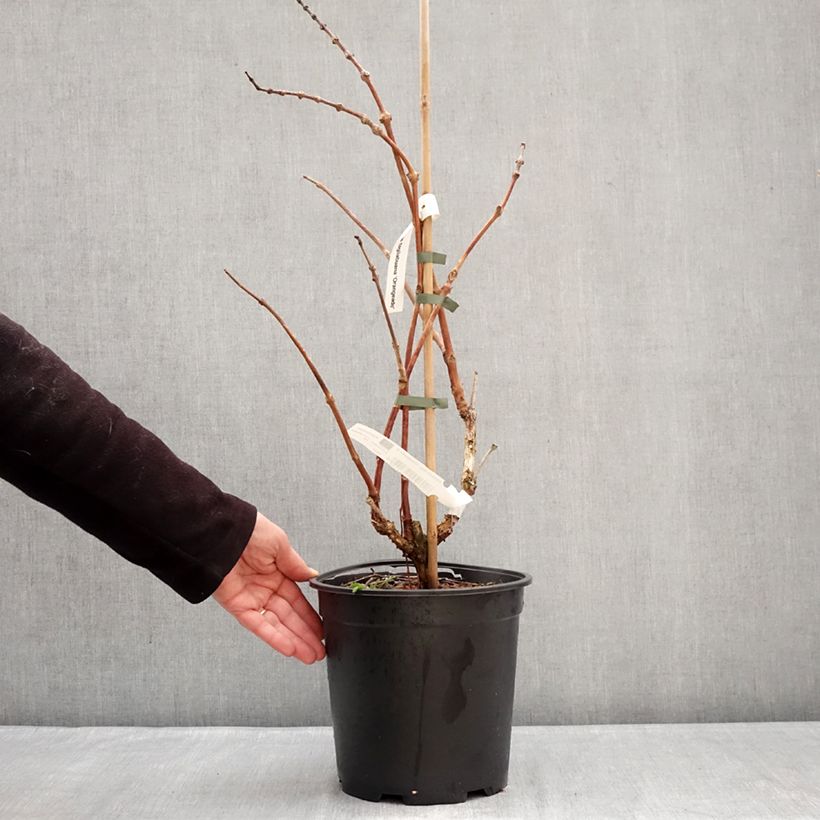 Enredadera de trompeta Orangeade - Campsis Maceta 6L/7L Ejemplar entregado en invierno