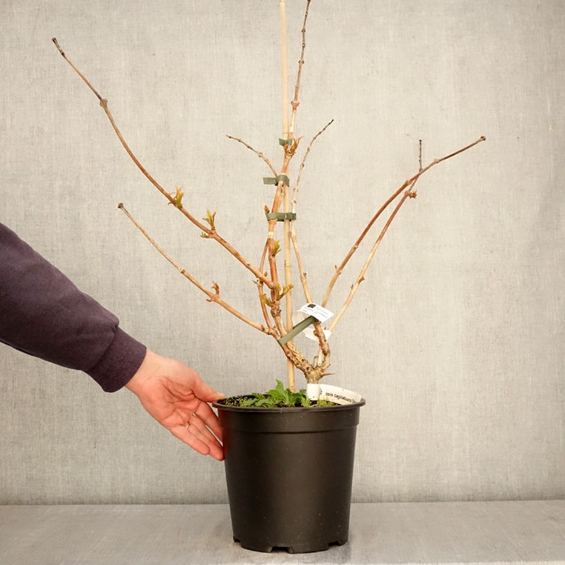 Enredadera de trompeta Orangeade - Campsis Maceta 6L/7L Ejemplar entregado en la primavera