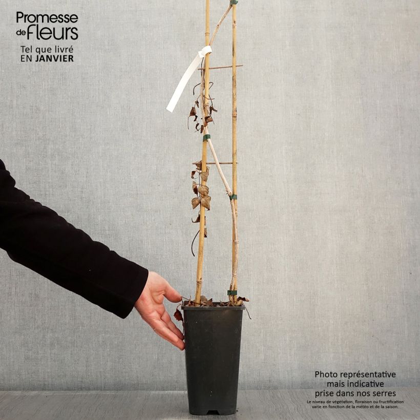 Enredadera de trompeta Atropurpurea - Campsis radicans Maceta 2L/3L Ejemplar entregado en invierno