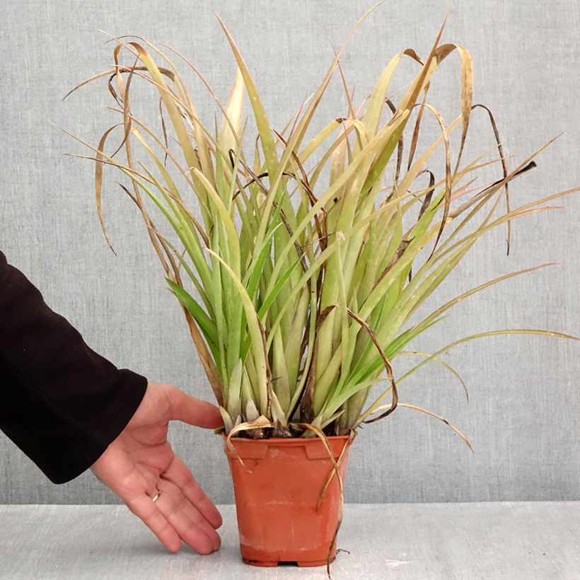 Ejemplar de Billbergia nutans Maceta 1L/1,5L entregado en otoño