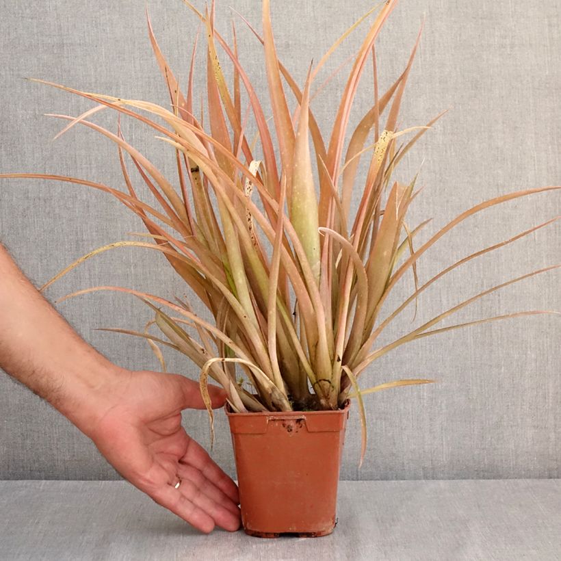 Ejemplar de Billbergia nutans Maceta 1L/1,5L entregado en verano
