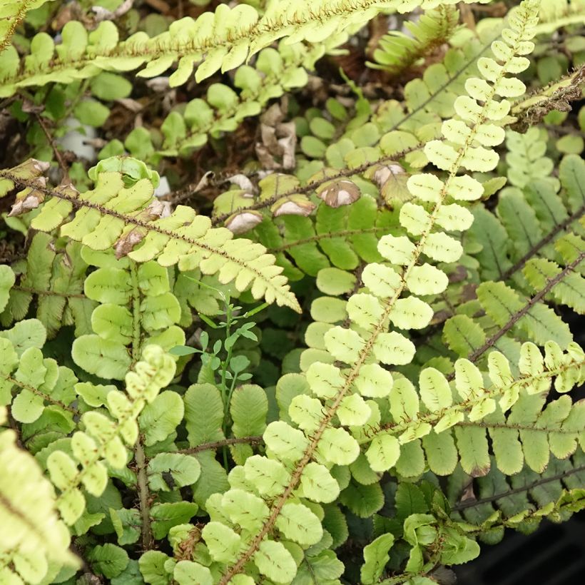 Blechnum fluviatile - Helecho (Follaje)