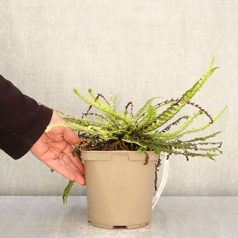 Blechnum fluviatile - Helecho Maceta 3L/4L Ejemplar entregado en la primavera