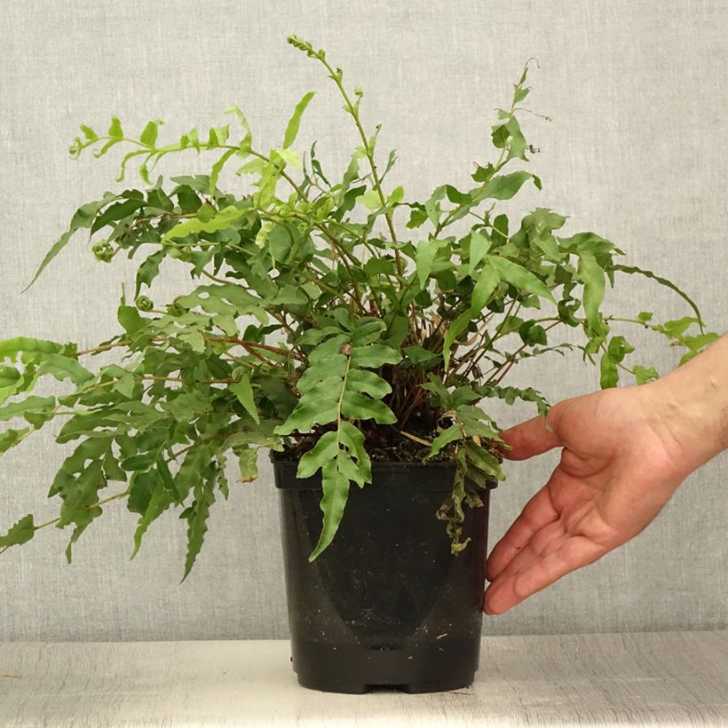 Ejemplar de Blechnum novae-zelandiae - Helecho Maceta 3L/4L entregado en verano