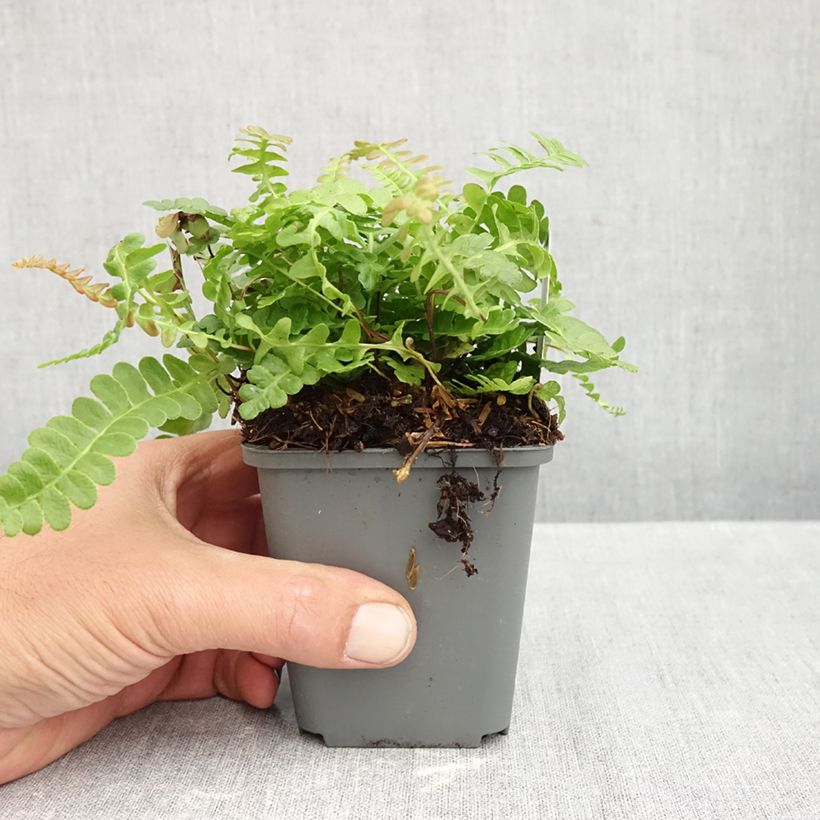 Ejemplar de Blechnum penna-marina - Helecho Maceta de 8/9 cm entregado en otoño