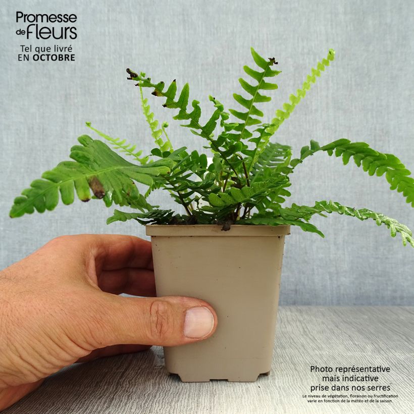 Ejemplar de Blechnum spicant - Helecho Maceta de 8/9 cm entregado en otoño