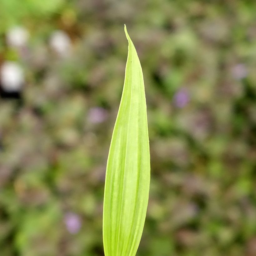 Bletilla ochracea (Follaje)