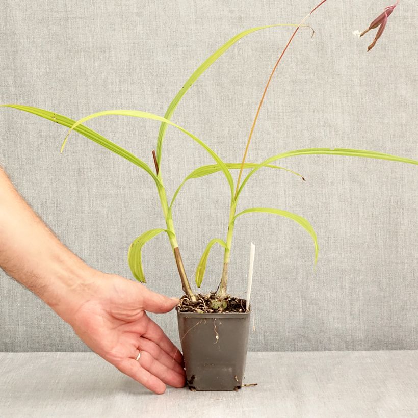 Ejemplar de Bletilla Penway Paris Maceta de 8/9 cm entregado en verano