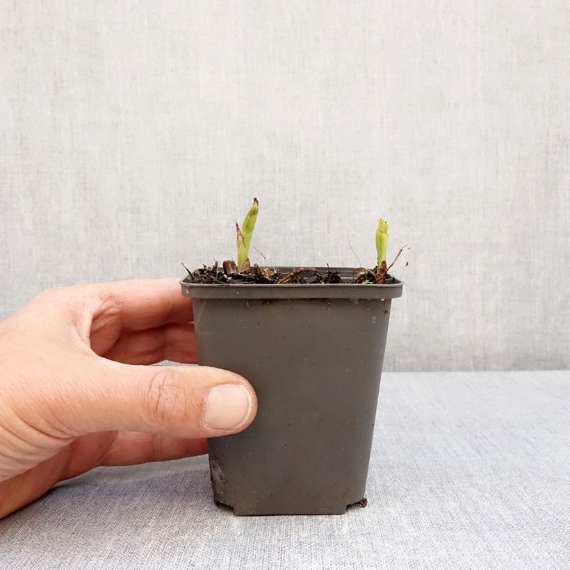 Bletilla Penway Paris Maceta de 8/9 cm Ejemplar entregado en la primavera