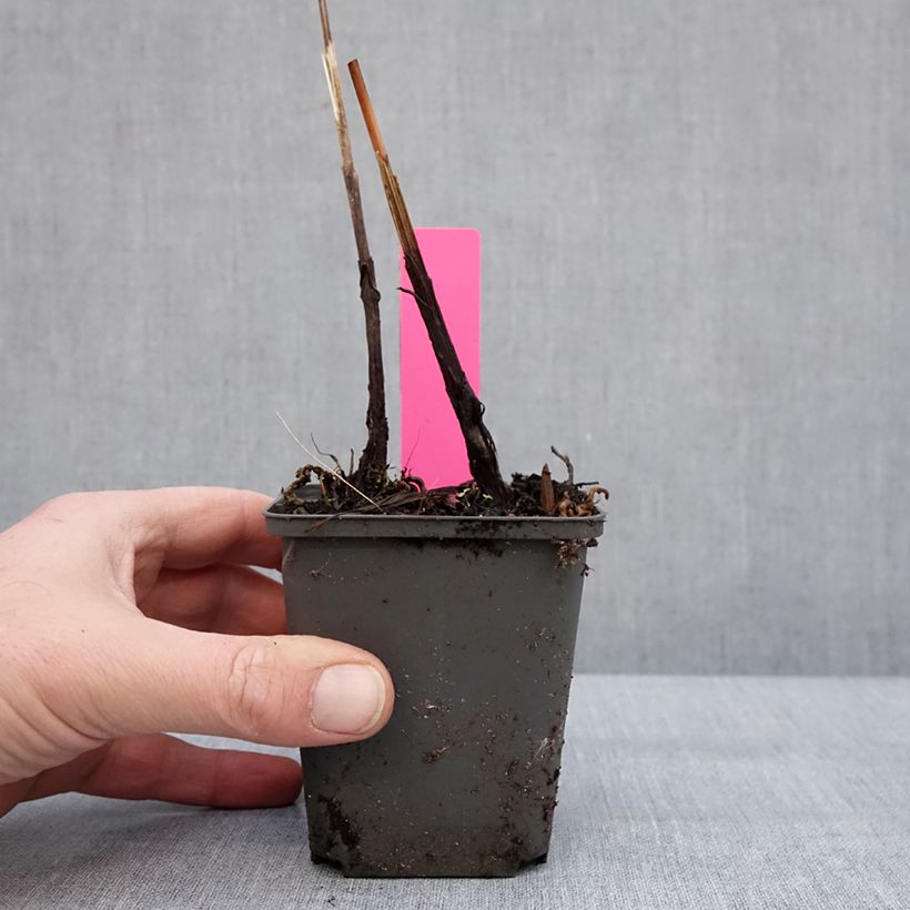 Bletilla Penway Paris Maceta de 8/9 cm Ejemplar entregado en invierno