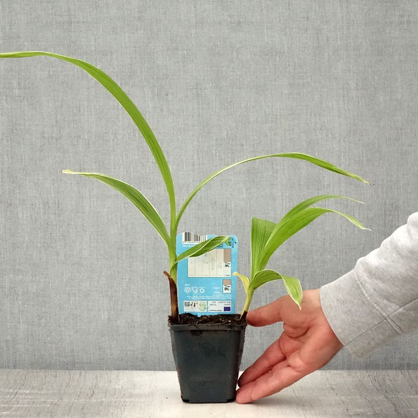 Ejemplar de Bletilla striata Alba Maceta de 8/9 cm calibre I entregado en verano