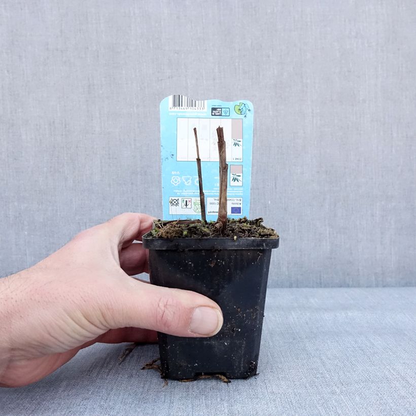 Bletilla striata Alba Maceta de 8/9 cm calibre I Ejemplar entregado en invierno