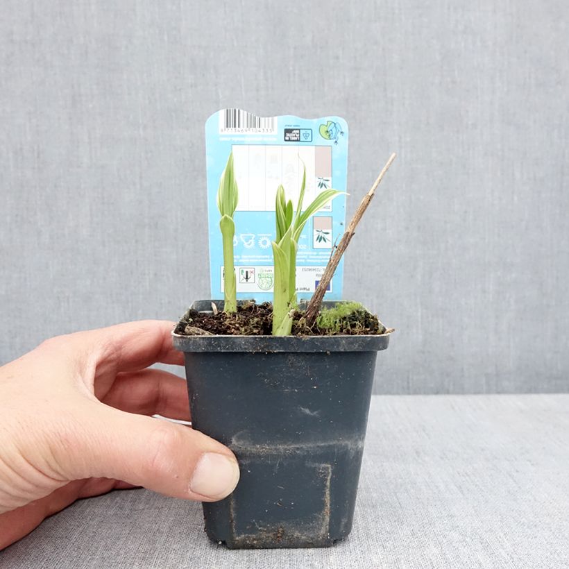 Bletilla striata Alba Maceta de 8/9 cm calibre I Ejemplar entregado en la primavera