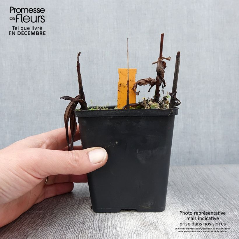 Bletilla striata Alba Maceta 1L/1,5L Ejemplar entregado en invierno