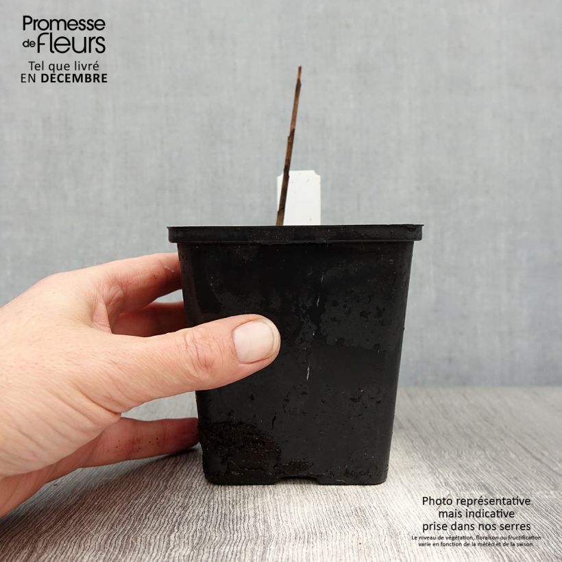 Bletilla striata Kuchi-beni Maceta de 8/9 cm calibre I Ejemplar entregado en invierno