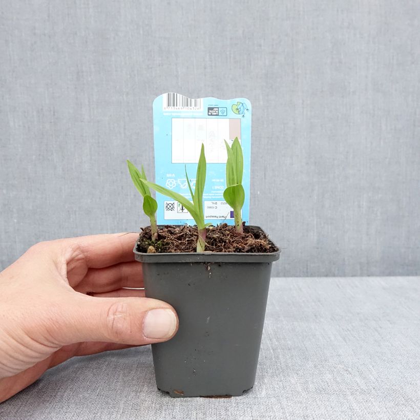 Bletilla striata Maceta de 8/9 cm Ejemplar entregado en la primavera