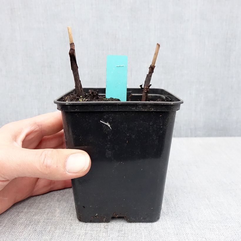 Bletilla striata Purple Maceta de 8/9 cm Ejemplar entregado en la primavera