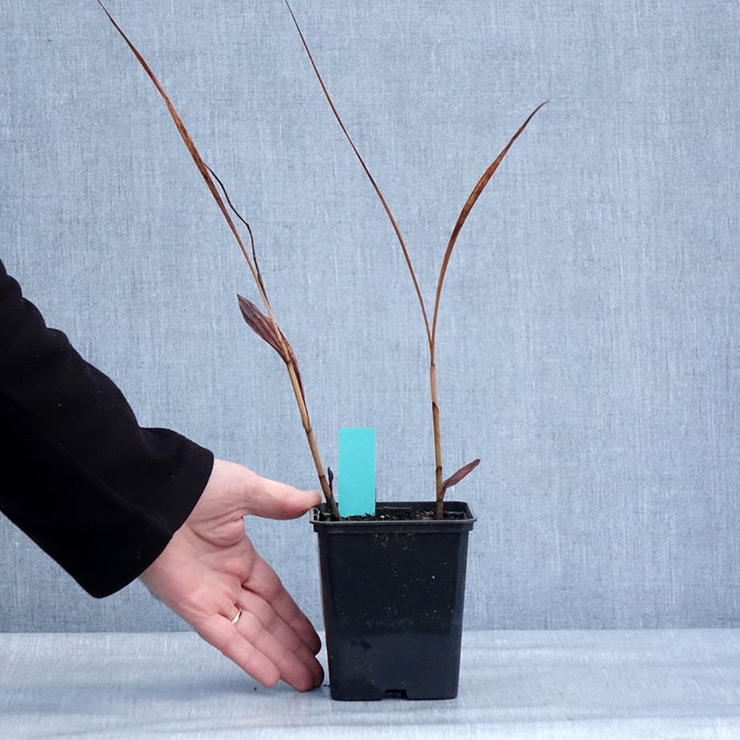 Bletilla striata Purple Maceta de 8/9 cm Ejemplar entregado en invierno