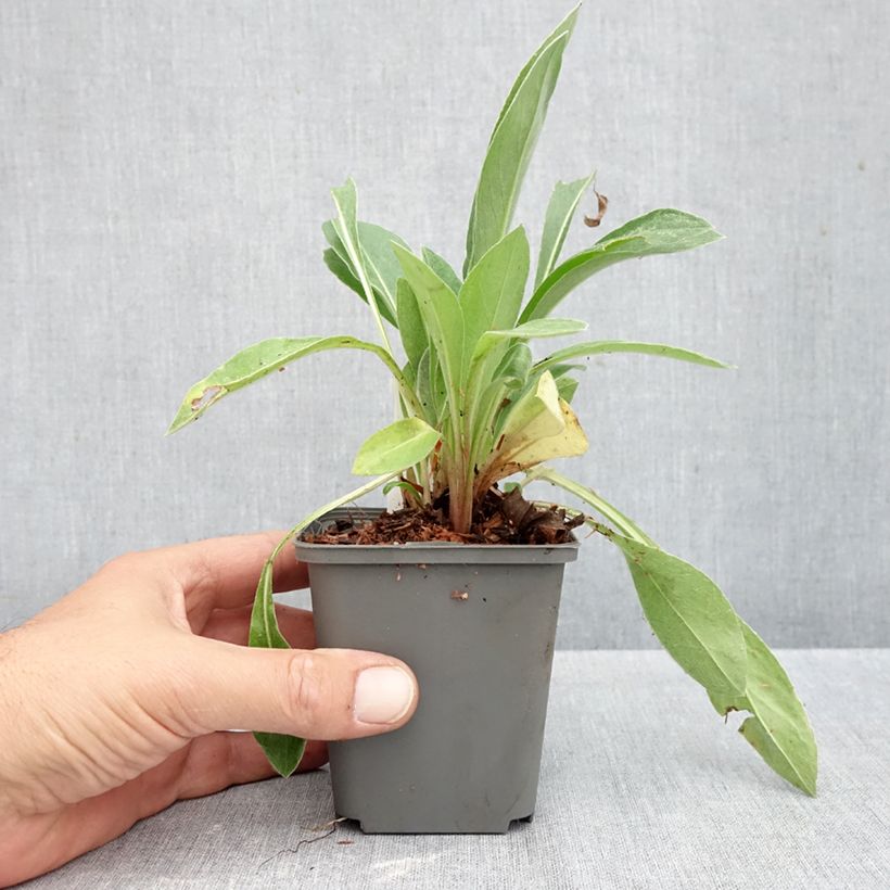 Ejemplar de Centaurea montana Violetta Maceta de 8/9 cm entregado en otoño