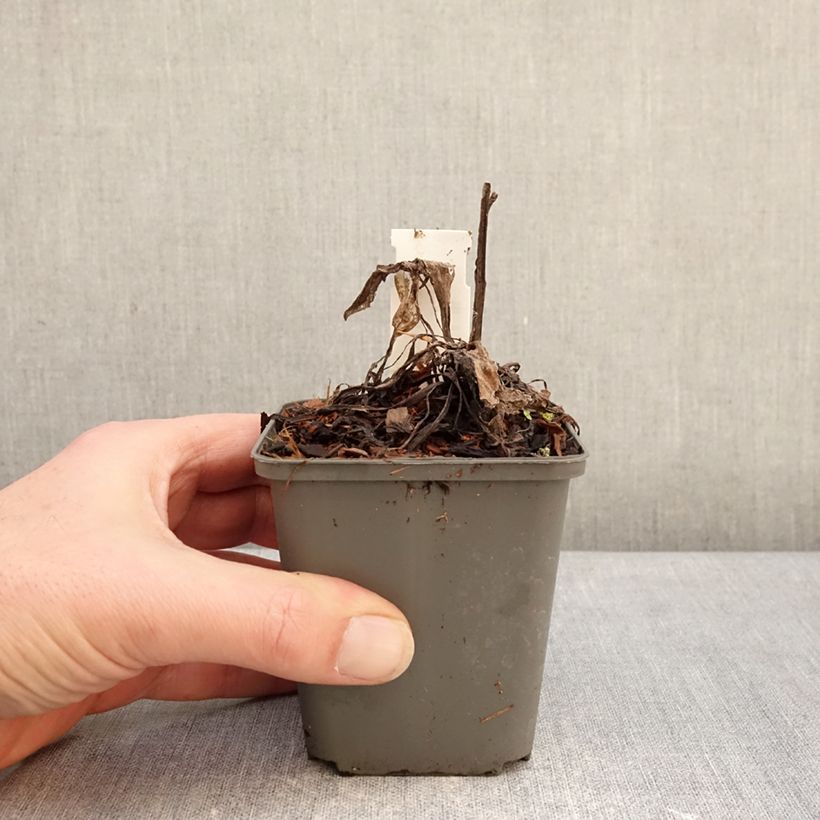 Centaurea montana Violetta Maceta de 8/9 cm Ejemplar entregado en invierno