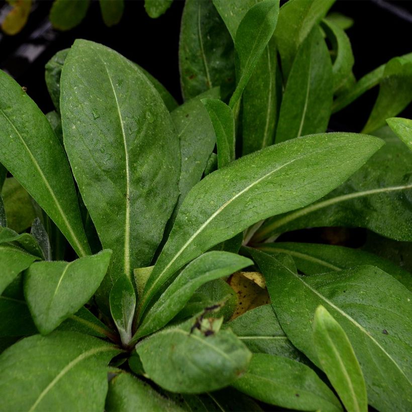 Centaurea montana Carnea (Follaje)
