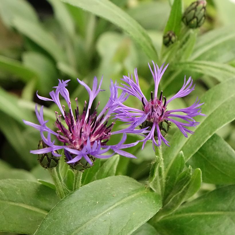 Centaurea montana - Aciano de montaña (Floración)