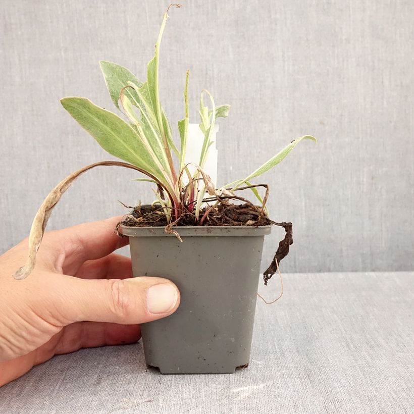 Ejemplar de Centaurea montana Sulphurea Maceta de 8/9 cm entregado en otoño