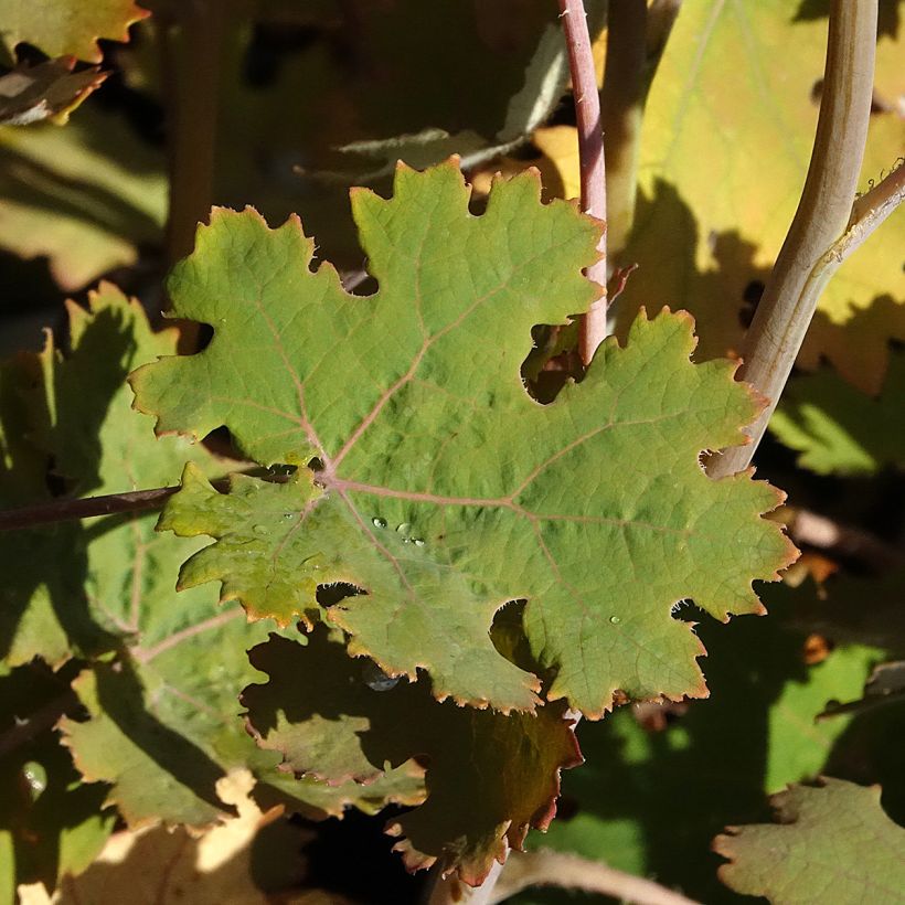 Macleaya microcarpa Spetchley Ruby (Follaje)