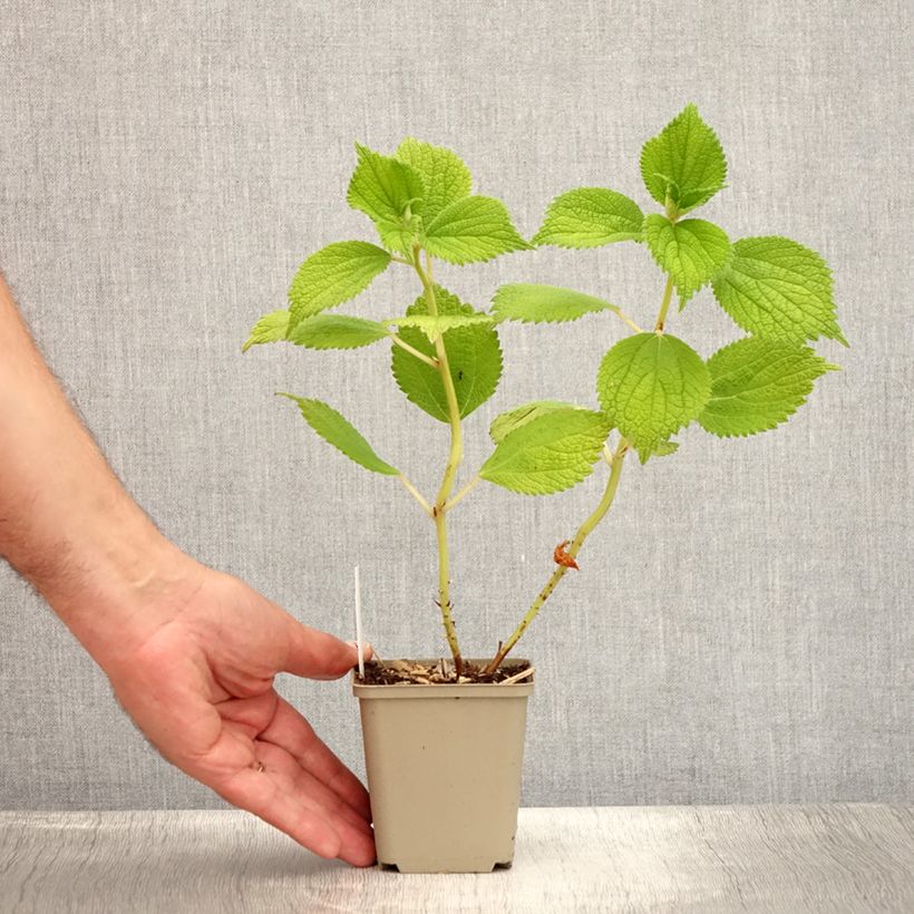 Ejemplar de Boehmeria biloba - Ramio Maceta de 8/9 cm entregado en verano