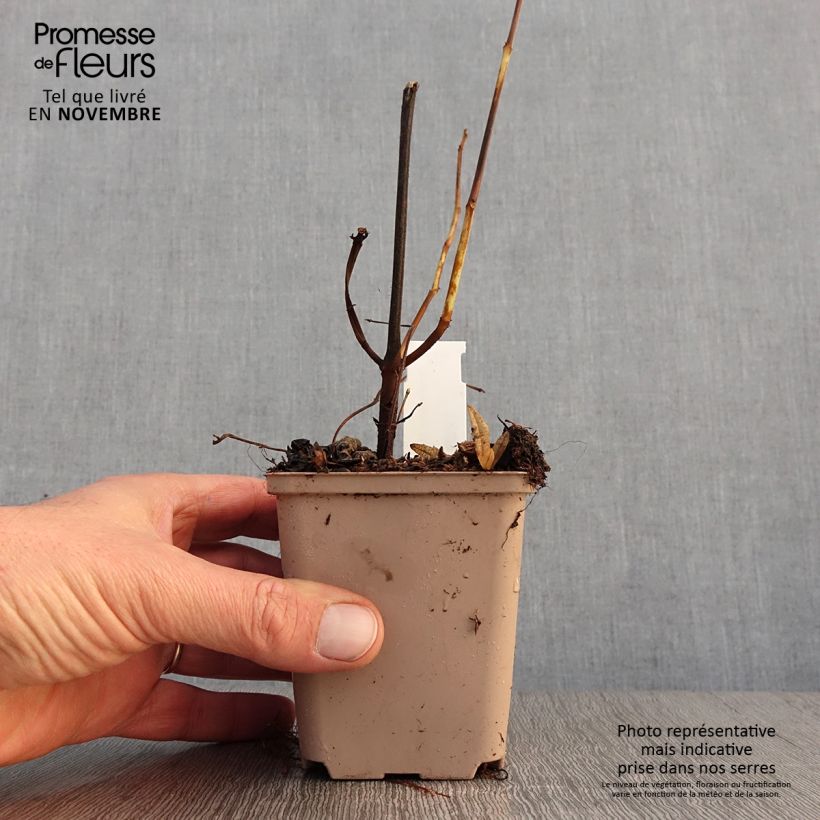 Ejemplar de Boehmeria platanifolia - Ramio Maceta de 8/9 cm entregado en otoño