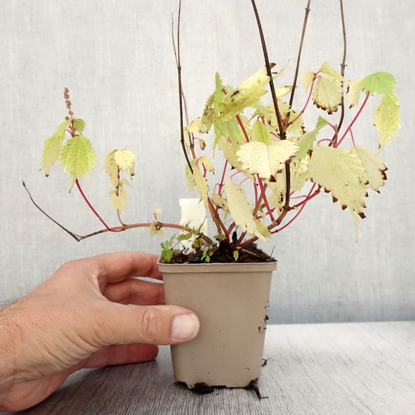 Ejemplar de Boehmeria tricuspis - Ramio Maceta de 8/9 cm entregado en otoño