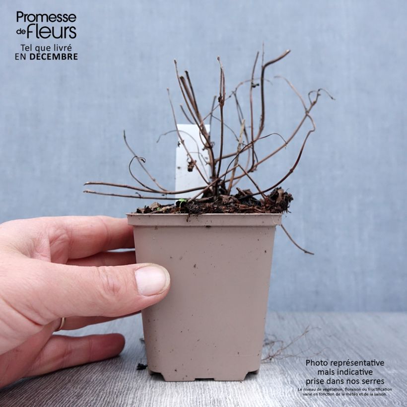 Boehmeria tricuspis - Ramio Maceta de 8/9 cm Ejemplar entregado en invierno