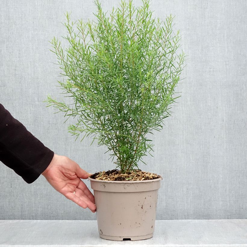 Ejemplar de Boronia heterophylla Maceta 3L/4L entregado en otoño