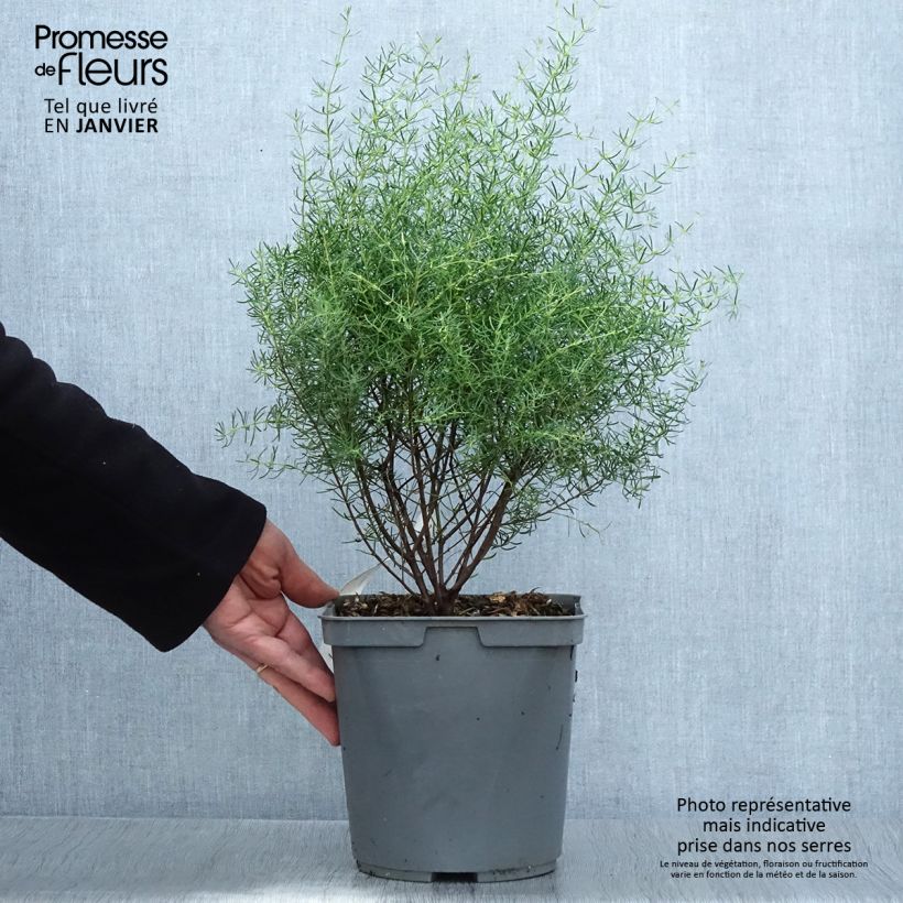 Boronia megastigma Tui Maceta 4L/5L Ejemplar entregado en invierno