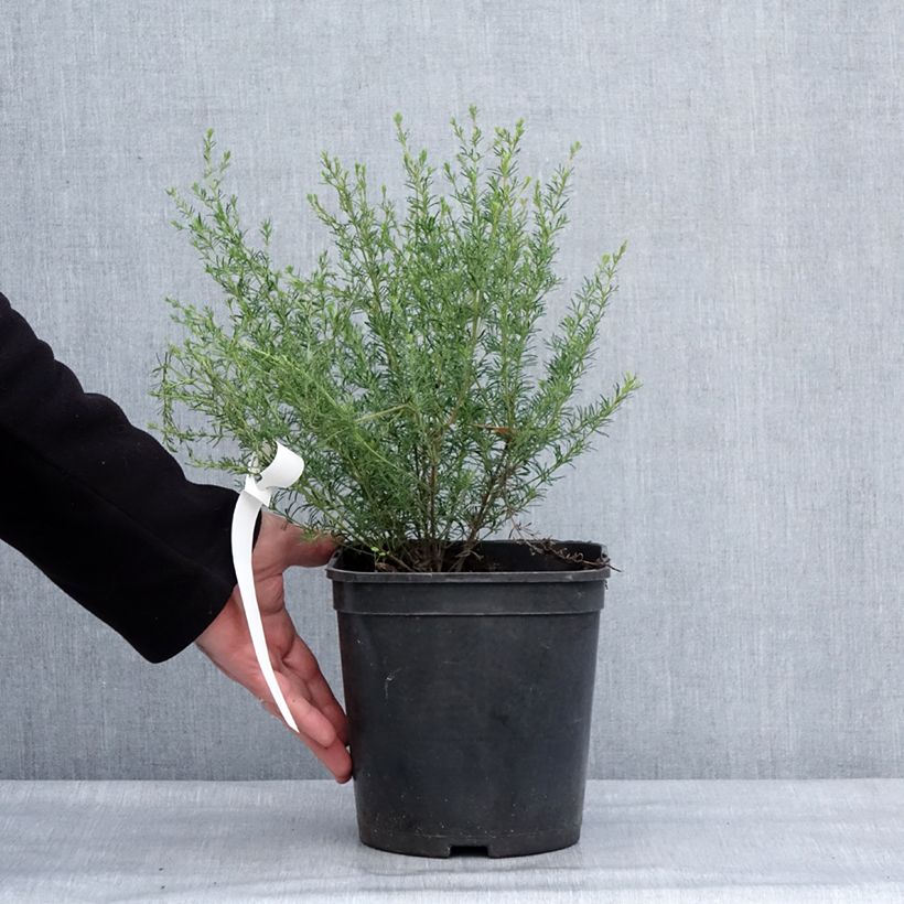 Boronia pilosa Rose Blossom Maceta 4L/5L Ejemplar entregado en invierno