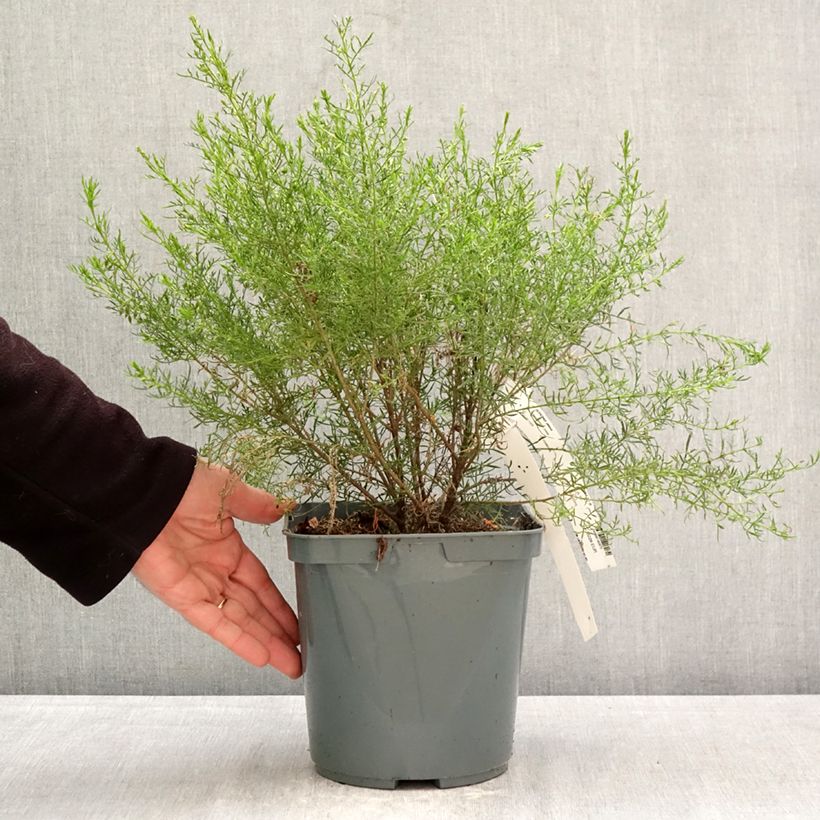 Boronia pilosa Rose Blossom Maceta 4L/5L Ejemplar entregado en la primavera