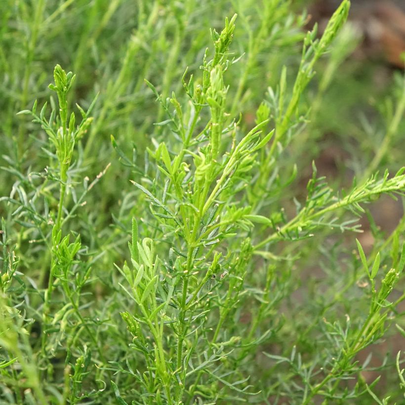 Boronia pilosa Rose Blossom (Follaje)
