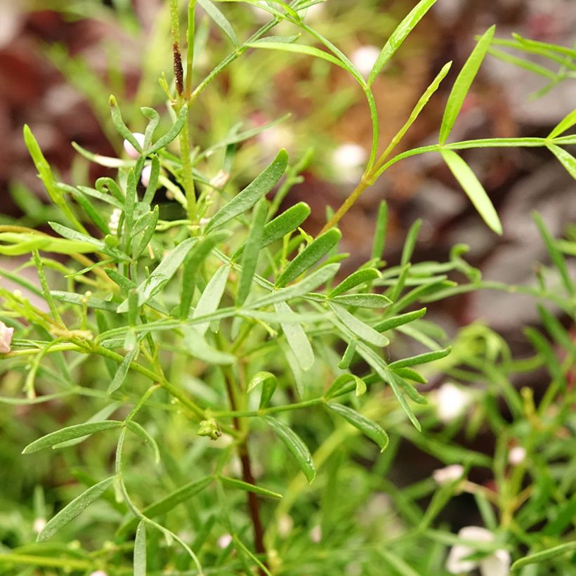 Boronia pinnata var. muelleri (Follaje)