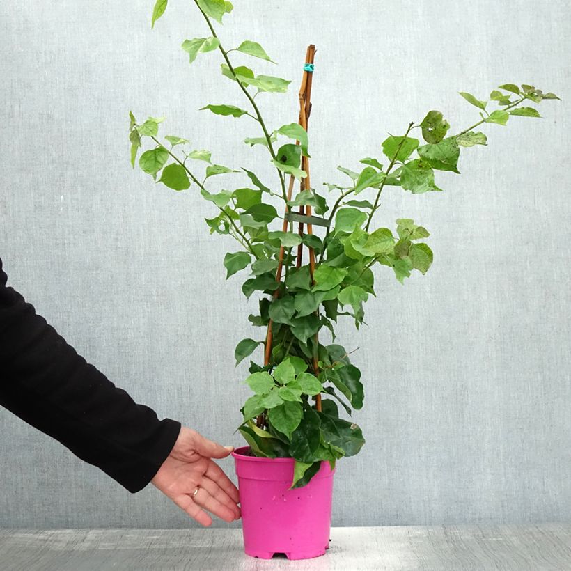 Ejemplar de Buganvilla malva - Bougainvillea spectabilis Maceta 2L/3L entregado en otoño