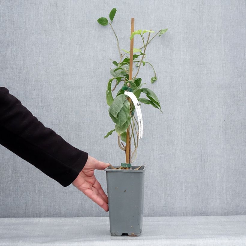 Buganvilla Violet de Mèze Maceta 1,5L/2L Ejemplar entregado en invierno