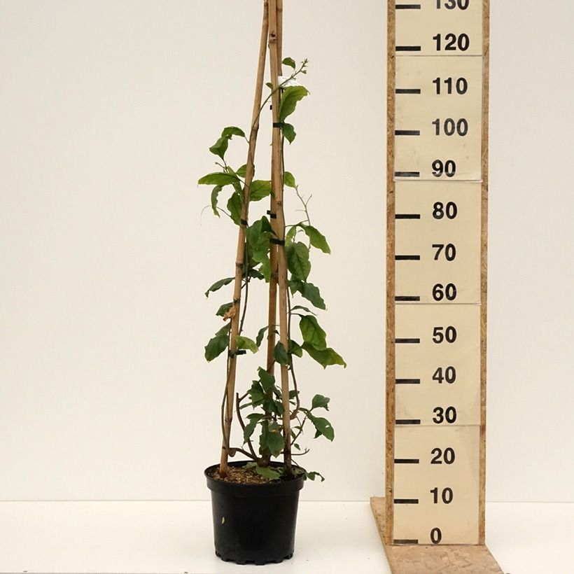 Buganvilla Violet de Mèze Maceta 7,5L/10L Ejemplar entregado en la primavera