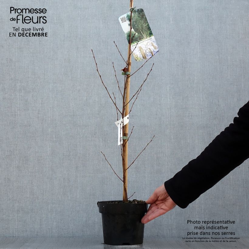 Abedul rojo chino - Betula albosinensis Fascination Maceta 2L/3L Ejemplar entregado en invierno