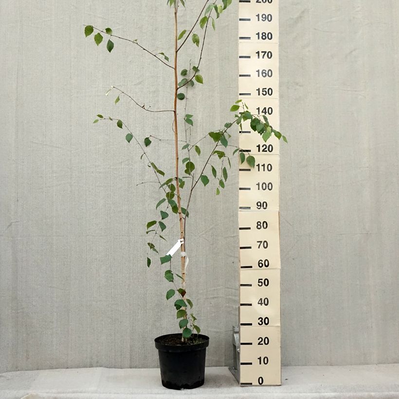 Ejemplar de Abedul del Himalaya jacquemontii Maceta 4L/5L entregado en verano