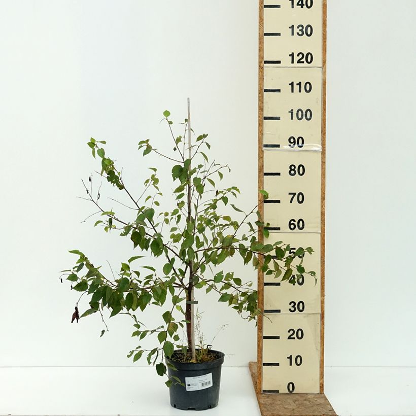 Ejemplar de Abedul del Himalaya utilis var. prattii Maceta 4L/5L entregado en verano