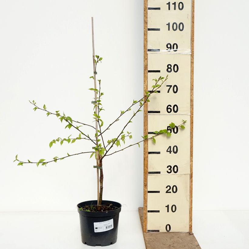 Abedul del Himalaya utilis var. prattii Maceta 4L/5L Ejemplar entregado en la primavera