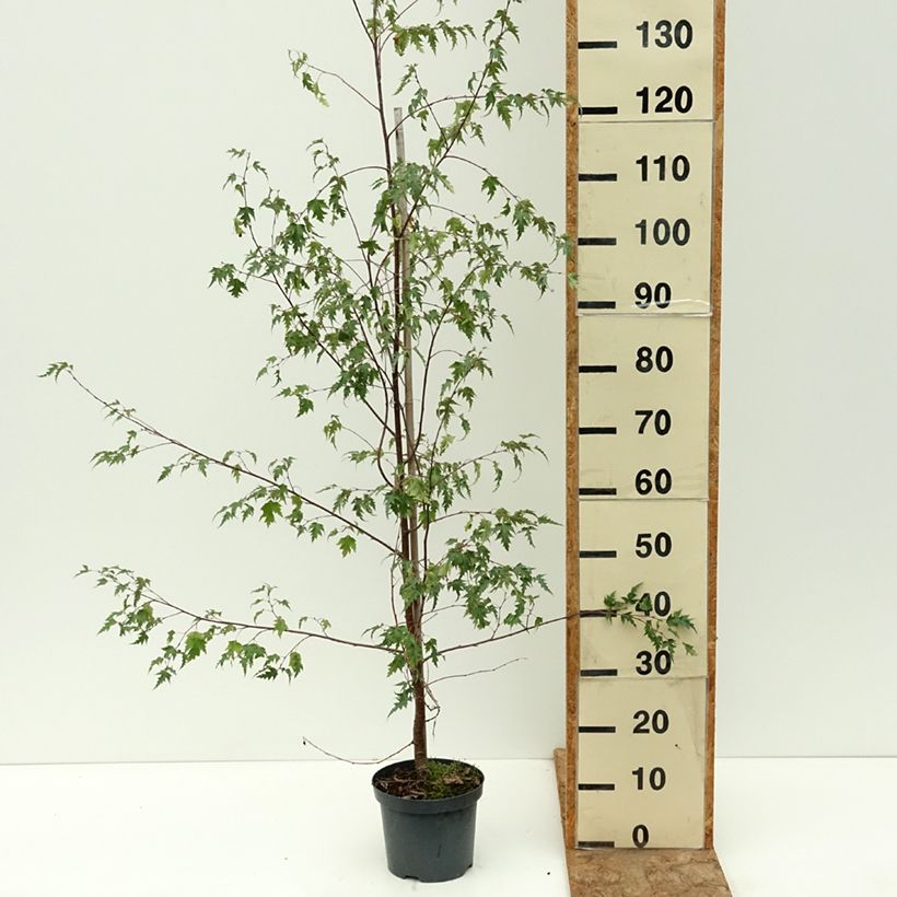 Ejemplar de Abedul pendula Crispa Maceta 2L/3L entregado en verano