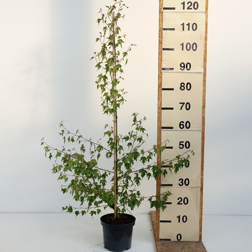 Abedul pendula Crispa Maceta 2L/3L Ejemplar entregado en la primavera