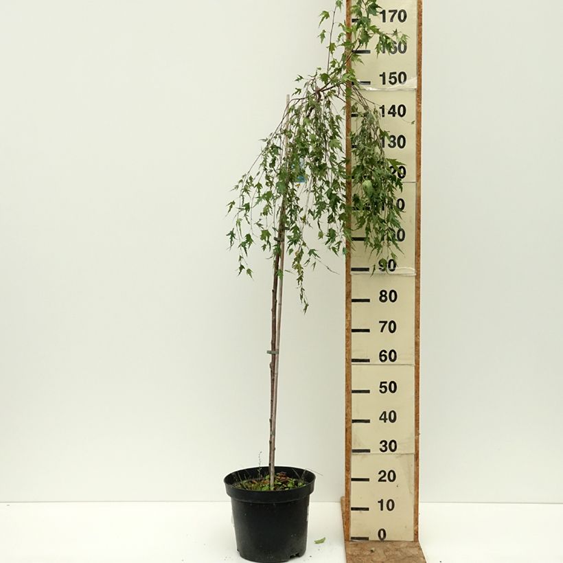 Ejemplar de Abedul común pendula Gracilis Maceta 4L/5L, Tallo entregado en verano