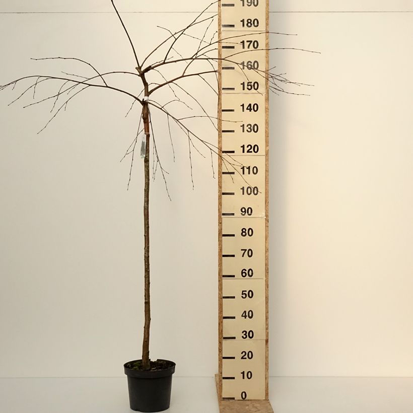 Bouleau pleureur - Betula pendula Long Trunk Pot de 7,5L/10L, Tige, Tige de 125 cm Ejemplar entregado en invierno